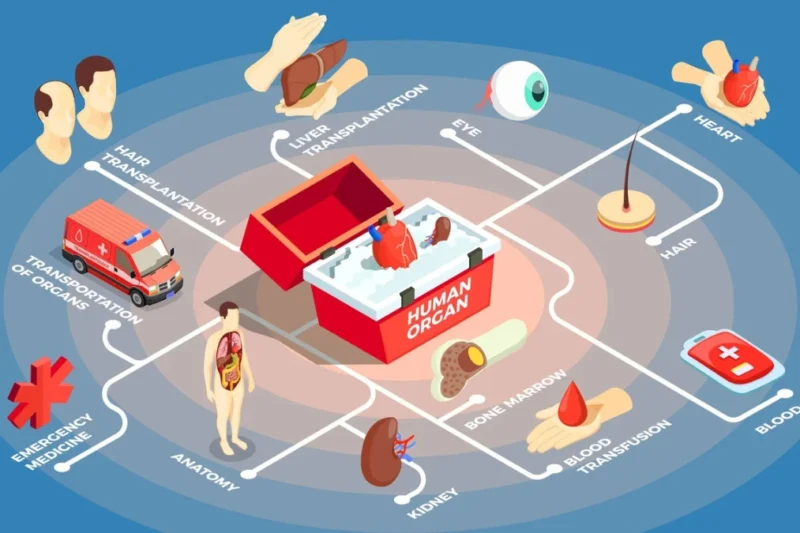 Which Hospitals Are Best for Emergency Organ Transplants?